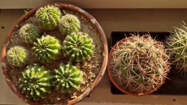 Theophrastus tarafından kimliği henüz belli olmayan dikenli bir bitki için kullanılan isim. Kaktüsler çok çeşitli şekil ve boyutlarda meydana gelir.