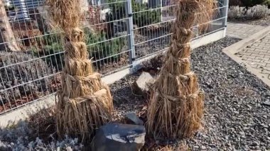 Çimleri öyle bir bağlıyoruz ki yaprakları bir yığın haline getiriyoruz ve kafasındaki örgü örülmüş bir kadına benziyor. Bunch 'ların yağmurdan ve nemden korunması