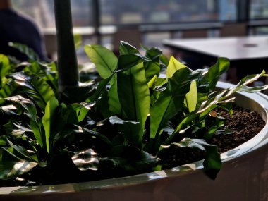 Kuş yuvası eğreltiotu olarak bilinen bir eğrelti otudur. Japoncada tani-watari ve tani-watari olarak bilinir. Kayalıklarda, karanlık ormanlarda ve Çin, Japonya, Kore ve Tayvan 'daki ağaç gövdelerinde yetişir.