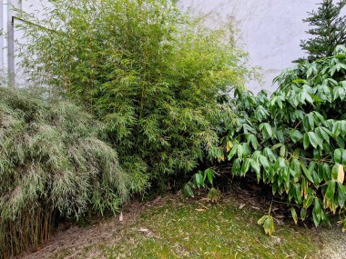 Yeşil bastonlu ve orta yeşil yapraklı orta boy bambu. Yapraklar kışın kenarlarından ve uçlarından ölmeye eğilimlidirler, ancak baharın sonlarında yapraklar çabucak yemyeşil yapraklarla yer değiştirir.. 