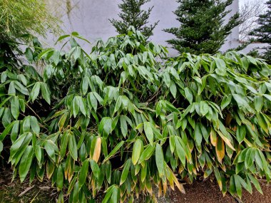 Yeşil bastonlu ve orta yeşil yapraklı orta boy bambu. Yapraklar kışın kenarlarından ve uçlarından ölmeye eğilimlidirler, ancak baharın sonlarında yapraklar çabucak yemyeşil yapraklarla yer değiştirir.. 