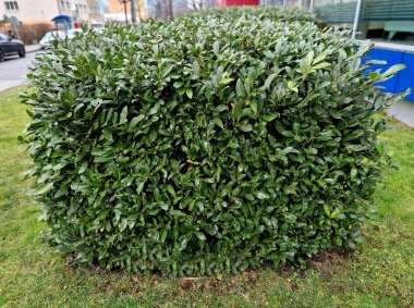 Hafif ahşap kalaslardan yapılmış bir çitin önündeki yeşil bir çalı sokağın opaklığını geliştirecektir. Bahçeyi tozdan ve trafikten korur.