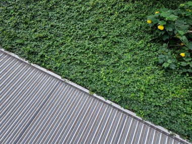 Yaygın bilinen adıyla sürünen incir, kelimenin tam anlamıyla yeşil bir duvara dönüşecek muhteşem bir bitkidir. Bu yemyeşil bitki yoğun bir örtü oluşturmak için duvarlar ya da yüzeyler boyunca sürünür.