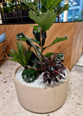 Tencerelere kapalı bitkiler ekiyorum. Sulama göstergesiyle birlikte yüzen hidrofonik sistem. Zeolite substratı kapalı bitkiler için uygundur, çünkü patojenler ve böcekler içinde çoğalmazlar.