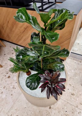 Tencerelere kapalı bitkiler ekiyorum. Sulama göstergesiyle birlikte yüzen hidrofonik sistem. Zeolite substratı kapalı bitkiler için uygundur, çünkü patojenler ve böcekler içinde çoğalmazlar.