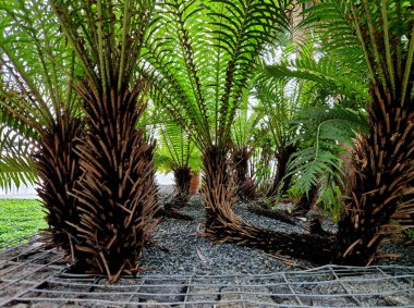 Kapalı alanda düz taş yolu olan tropik bir bitki yatağı. Ormanı, eğrelti otunu, lüks oteli, lobiyi, teras bahçesini taklit eden bir serada çeşitli çiçek yaprakları.