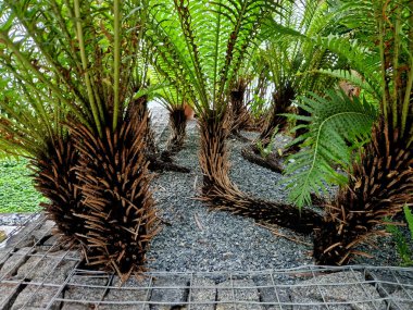 Kapalı alanda düz taş yolu olan tropik bir bitki yatağı. Ormanı, eğrelti otunu, lüks oteli, lobiyi, teras bahçesini taklit eden bir serada çeşitli çiçek yaprakları.