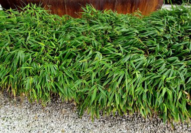 tropical indoor plant bed with flat stone path. variegated leaves of flowers in a greenhouse imitating a forest, ferns, luxury hotel, lobby, patio garden clipart