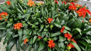 Clivia minyatür kırmızı devedikeni, Güney Afrika 'nın subtropikal bölgesinde yetişen, zengin yeşil yapraklar ve canlı pembe-kırmızı yapraklar için en yaygın olarak yetiştirilen çiçektir.