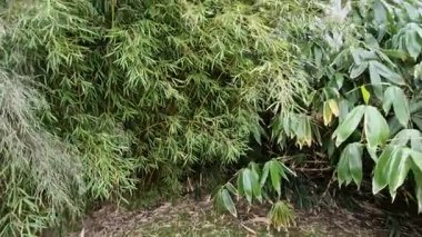 Pyracantha ateş dikeni çekici portakal meyveleri ve rahim yağmuru. Pyracantha coccinea flora, Sig Işıltılı ateş dikenli çit her daim yeşil çit, duvar veya çit kamu parkında. Dikdörtgen şeklindeki satırlar