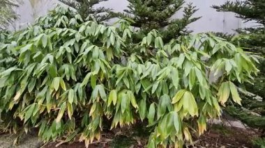 Pyracantha ateş dikeni çekici portakal meyveleri ve rahim yağmuru. Pyracantha coccinea flora, Sig Işıltılı ateş dikenli çit her daim yeşil çit, duvar veya çit kamu parkında. Dikdörtgen şeklindeki satırlar