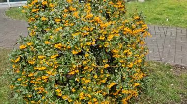 Pyracantha ateş dikeni çekici portakal meyveleri ve rahim yağmuru. Pyracantha coccinea flora, Sig Işıltılı ateş dikenli çit her daim yeşil çit, duvar veya çit kamu parkında. Dikdörtgen şeklindeki satırlar