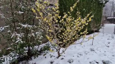 Her yıl mayıs ayında donar, buz saçakları, karlı kuru saplar, beton duvarın arkasındaki bahçede kar. İlk sarı çiçekli çalı çiçeği. kar