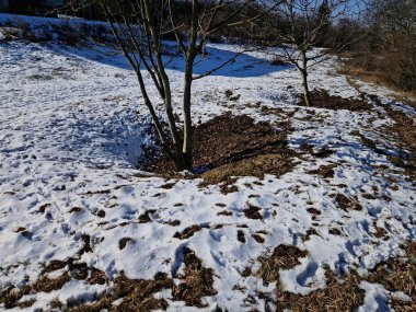 tree roots covered with a high layer of mulch cannot breathe and may die. suffocation-like damage to the tree will occur