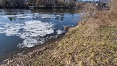 Erimiş buz, yüzey katmanında, iç kısımdaki buzlardan veya yüzen kar ve kristal kümelerinden oluşan buz kristalleri kümesidir. Çamur yüzeyde ve köprü iskelesine çarpıyor.