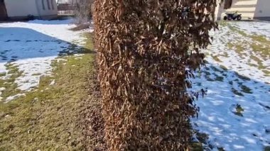 Çitin kışın yaprakları kuruyup ilkbahara kadar kurumaya devam ettiği için çit budama makinesiyle yontulmuş çalı carpinus betulus.