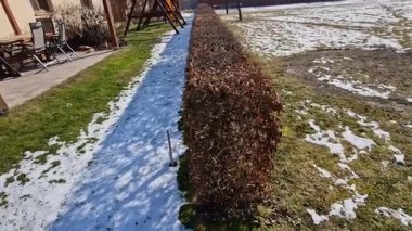 Çitin kışın yaprakları kuruyup ilkbahara kadar kurumaya devam ettiği için çit budama makinesiyle yontulmuş çalı carpinus betulus.