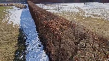 Çitin kışın yaprakları kuruyup ilkbahara kadar kurumaya devam ettiği için çit budama makinesiyle yontulmuş çalı carpinus betulus.