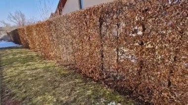 Çitin kışın yaprakları kuruyup ilkbahara kadar kurumaya devam ettiği için çit budama makinesiyle yontulmuş çalı carpinus betulus.