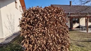 Çitin kışın yaprakları kuruyup ilkbahara kadar kurumaya devam ettiği için çit budama makinesiyle yontulmuş çalı carpinus betulus.