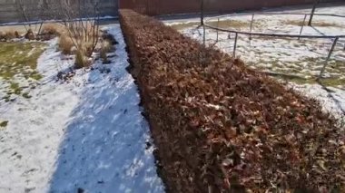 Çitin kışın yaprakları kuruyup ilkbahara kadar kurumaya devam ettiği için çit budama makinesiyle yontulmuş çalı carpinus betulus.