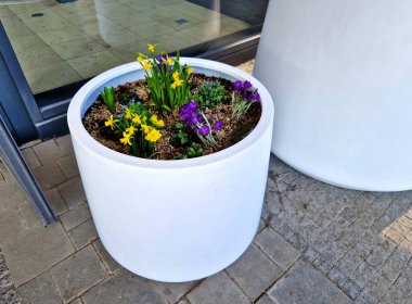 en popüler cüce nergis çeşitleri mevcuttur. Sadece 15 cm yüksekliğinde duran küçük boyuyla teras konteynırlarına veya sınırın önüne dikmek için ideal hale geliyor. Koyu sarı çiçek