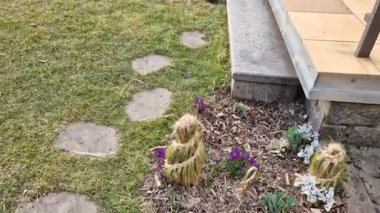 Çimleri öyle bir bağlıyoruz ki yaprakları bir yığın haline getiriyoruz ve kafasındaki örgü örülmüş bir kadına benziyor. Bunches korunması yağmur ve nem, mor