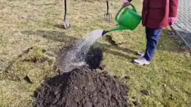 Meyve ağacı dikmeden önce ağaç için çukur kazmak. Doldur, ıslat ve diktikten sonra bir şişe daha su dök. Bahçıvan görevinde.