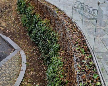 Büyümeyi kontrol etmek ve istenen şekli korumak için budamak önemlidir, ister asılmış bir bitki olarak yetiştirin, ister tırmanması için eğitin. İngiliz Sarmaşığı verimli ve verimli toprağı tercih eder. 