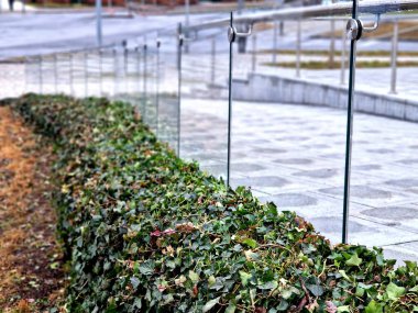 Büyümeyi kontrol etmek ve istenen şekli korumak için budamak önemlidir, ister asılmış bir bitki olarak yetiştirin, ister tırmanması için eğitin. İngiliz Sarmaşığı verimli ve verimli toprağı tercih eder. 