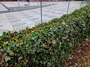 Büyümeyi kontrol etmek ve istenen şekli korumak için budamak önemlidir, ister asılmış bir bitki olarak yetiştirin, ister tırmanması için eğitin. İngiliz Sarmaşığı verimli ve verimli toprağı tercih eder. 