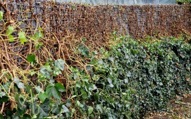Büyümeyi kontrol etmek ve istenen şekli korumak için budamak önemlidir, ister asılmış bir bitki olarak yetiştirin, ister tırmanması için eğitin. İngiliz Sarmaşığı verimli ve verimli toprağı tercih eder. 