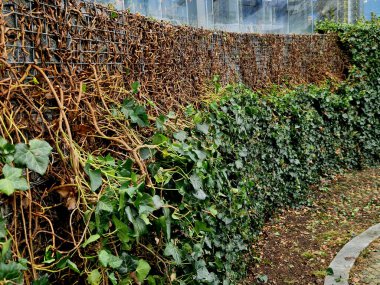 Büyümeyi kontrol etmek ve istenen şekli korumak için budamak önemlidir, ister asılmış bir bitki olarak yetiştirin, ister tırmanması için eğitin. İngiliz Sarmaşığı verimli ve verimli toprağı tercih eder. 