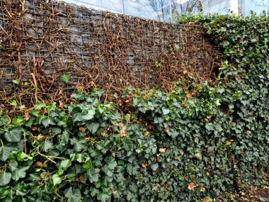 Büyümeyi kontrol etmek ve istenen şekli korumak için budamak önemlidir, ister asılmış bir bitki olarak yetiştirin, ister tırmanması için eğitin. İngiliz Sarmaşığı verimli ve verimli toprağı tercih eder. 