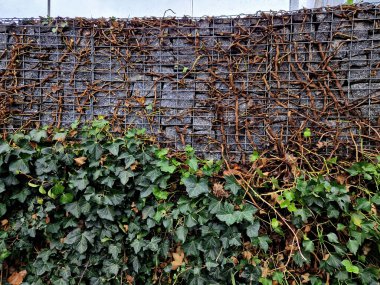 Büyümeyi kontrol etmek ve istenen şekli korumak için budamak önemlidir, ister asılmış bir bitki olarak yetiştirin, ister tırmanması için eğitin. İngiliz Sarmaşığı verimli ve verimli toprağı tercih eder. 