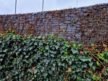 Büyümeyi kontrol etmek ve istenen şekli korumak için budamak önemlidir, ister asılmış bir bitki olarak yetiştirin, ister tırmanması için eğitin. İngiliz Sarmaşığı verimli ve verimli toprağı tercih eder. 