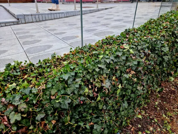 Büyümeyi kontrol etmek ve istenen şekli korumak için budamak önemlidir, ister asılmış bir bitki olarak yetiştirin, ister tırmanması için eğitin. İngiliz Sarmaşığı verimli ve verimli toprağı tercih eder. 