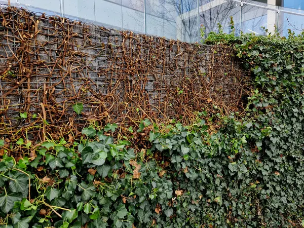 Büyümeyi kontrol etmek ve istenen şekli korumak için budamak önemlidir, ister asılmış bir bitki olarak yetiştirin, ister tırmanması için eğitin. İngiliz Sarmaşığı verimli ve verimli toprağı tercih eder. 