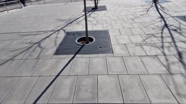 trees planted in a large paved area of the pedestrian zone pavement need to breathe roots and therefore there are larger cracks between the blocks with gravel rainwater can soak up, reed mat, bark