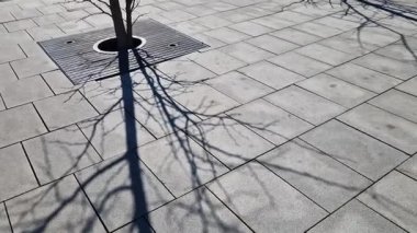 trees planted in a large paved area of the pedestrian zone pavement need to breathe roots and therefore there are larger cracks between the blocks with gravel rainwater can soak up, reed mat, bark