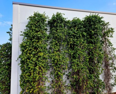 Henry 'nin hanımeli sert kışlarda kıvrılan ince koyu yeşil yapraklar üretir. Bitki doğada her zaman yeşil olmasına rağmen, sert kışın yaşandığı bazı bölgelerde yarı yeşil gibi davranabilir..