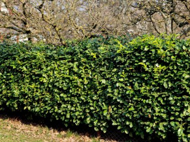 Hafif ahşap kalaslardan yapılmış bir çitin önündeki yeşil bir çalı sokağın opaklığını geliştirecektir. Bahçeyi tozdan ve trafikten korur.