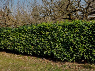 Hafif ahşap kalaslardan yapılmış bir çitin önündeki yeşil bir çalı sokağın opaklığını geliştirecektir. Bahçeyi tozdan ve trafikten korur.
