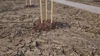 Yolun kenarındaki bir hendeğe ağaç dikmek. Arka arkaya ağaçlar çukurlara dikilir. Tahta kazıklarla korunuyorlar ve bahçıvan balyanın etrafına toprak yaymak için kürek kullanıyor..
