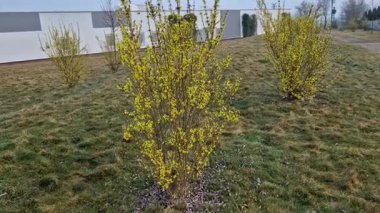 Kenar forsythia, bahçe kökenli süslemeli yaprak döken bir çalılıktır..