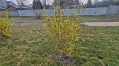 Kenar forsythia, bahçe kökenli süslemeli yaprak döken bir çalılıktır..