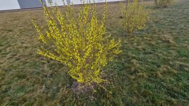 Kenar forsythia, bahçe kökenli süslemeli yaprak döken bir çalılıktır..
