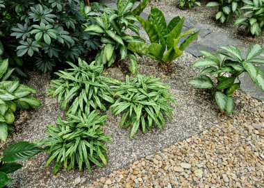 Kapalı alanda düz taş yolu olan tropik bir bitki yatağı. Ormanı, eğrelti otunu, lüks oteli, lobiyi, teras bahçesini taklit eden bir serada çeşitli çiçek yaprakları.