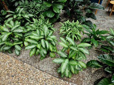 Kapalı alanda düz taş yolu olan tropik bir bitki yatağı. Ormanı, eğrelti otunu, lüks oteli, lobiyi, teras bahçesini taklit eden bir serada çeşitli çiçek yaprakları.