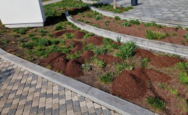 Malç gibi gri lav çakıl taşlarının çiçek yataklarına teslimi bir kamyon veya römorkun el arabasıyla yatak bahçesini yükseltti. Örülmemiş siyah kumaşın üstünü kürekle ve tırmıkla..